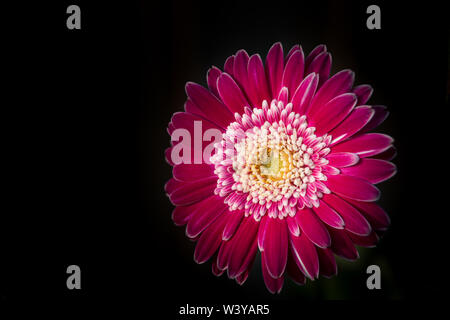 Vivacemente colorato di rosa soleggiato Barberton Daisy contro uno sfondo scuro, utilizzando una profondità di campo ridotta. Foto Stock