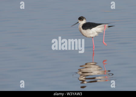 Black-winged stilt, Stelzenläufer (Himantopus himantopus) Foto Stock