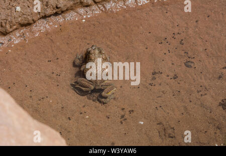 Adulto pezzata di rosso rospi (Anaxyrus punctatus) in amplexus da Mesa County, Colorado, Stati Uniti d'America. Foto Stock