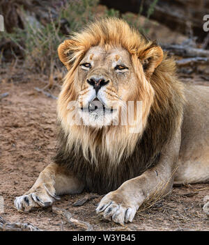 Nero maschio maned leone ruggente durante le ore diurne nel Kgalagadi durante il riposo. Panthera leo Foto Stock