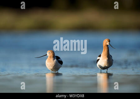 Una coppia di avocette stand in acqua poco profonda con la loro riflessione nella luce del sole della mattina con blu brillante di acqua in background. Foto Stock