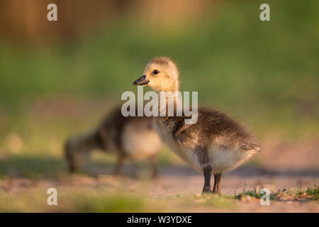 Un simpatico Canada Gosline sorge sul terreno con la mattina di sole che splende su di esso con un buon sfondo verde. Foto Stock