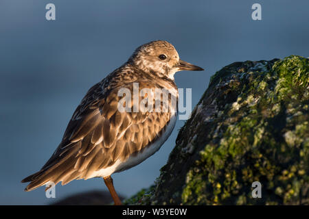 Un close-up foto di un Voltapietre in piedi su una coperta di alghe marine rock con un buon sfondo blu nelle prime ore del mattino sun. Foto Stock