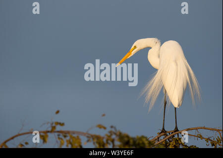 Un grande grande bianco Garzetta appollaiato sulla cima di un albero con uno sfondo blu scuro in golden sera la luce del sole. Foto Stock