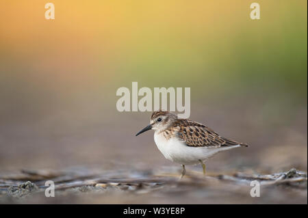 Un minuscolo almeno il Sandpiper sorge sul terreno in luce morbida con un liscio verde e lo sfondo arancione. Foto Stock