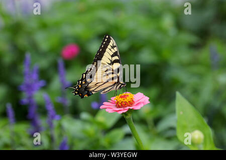Tigre orientale a farfalla a coda di rondine su zinnia Foto Stock
