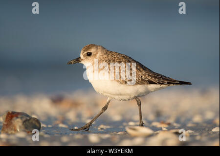 Un rospo Plover camminando sulla spiaggia con i serbatoi con un buon sfondo blu in inizio di mattina di sole. Foto Stock