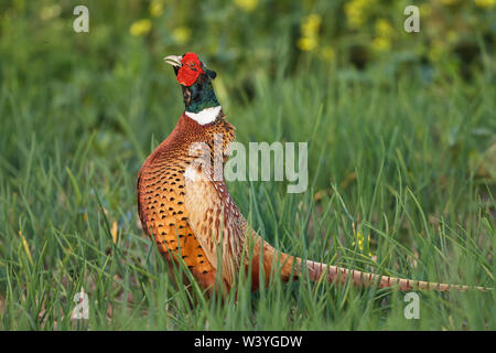 Il fagiano comune, Fasan (Phasianus colchicus) Männchen Foto Stock