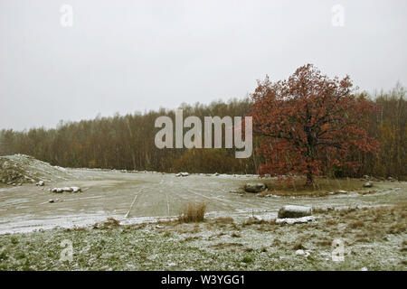 Una solitaria del grande albero di quercia con foglie rosse sorge sul campo contro lo sfondo della foresta. Prima neve. Il cielo è grigio scuro. Grandi pietre. Foto Stock