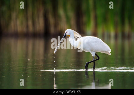 La spatola, Löffler (Platalea leucorodia) Foto Stock