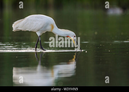 La spatola, Löffler (Platalea leucorodia) Foto Stock