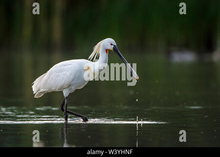 La spatola, Löffler (Platalea leucorodia) Foto Stock