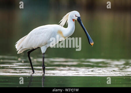 La spatola, Löffler (Platalea leucorodia) Foto Stock