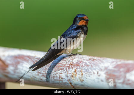 Barn swallow, Rauchschwalbe (Hirundo rustica) Foto Stock