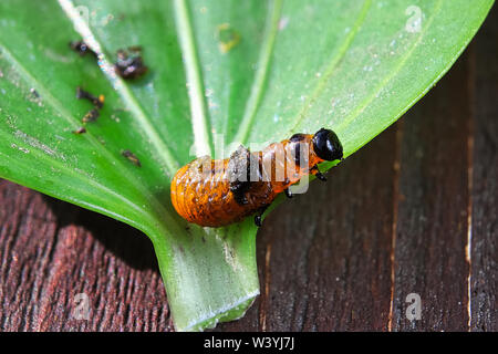 Un giglio beetle larva strisciando sul bordo di una foglia Foto Stock