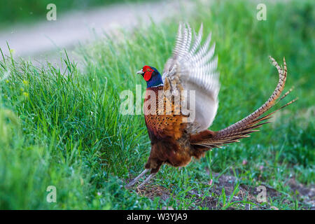 Il fagiano comune, Fasan (Phasianus colchicus) Männchen Foto Stock