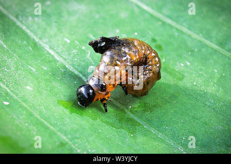 Una vista dettagliata dell'scarlet lily beetle larva su un fondo in foglia Foto Stock