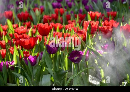 Tulipani colorati nei giardini di Chiang Rai, Tailandia presentano per i turisti in visita a una famiglia ritiro a caldo Foto Stock