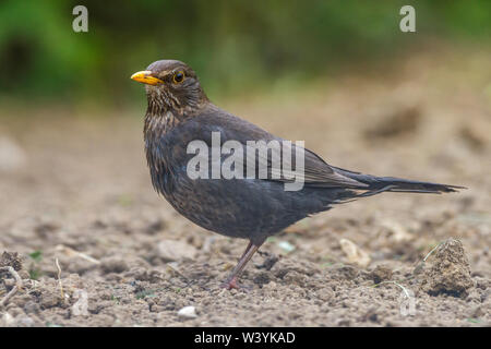 Merlo comune, Amsel (Turdus merula) Weibchen Foto Stock