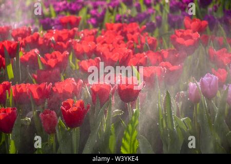 Tulipani colorati nei giardini di Chiang Rai, Tailandia presentano per i turisti in visita a una famiglia ritiro a caldo Foto Stock