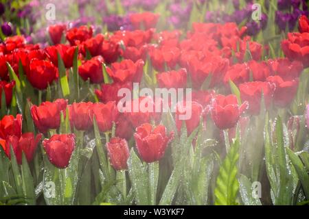 Tulipani colorati nei giardini di Chiang Rai, Tailandia presentano per i turisti in visita a una famiglia ritiro a caldo Foto Stock