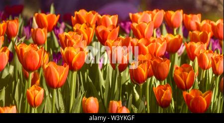 Tulipani colorati nei giardini di Chiang Rai, Tailandia presentano per i turisti in visita a una famiglia ritiro a caldo Foto Stock