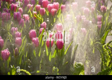 Tulipani colorati nei giardini di Chiang Rai, Tailandia presentano per i turisti in visita a una famiglia ritiro a caldo Foto Stock