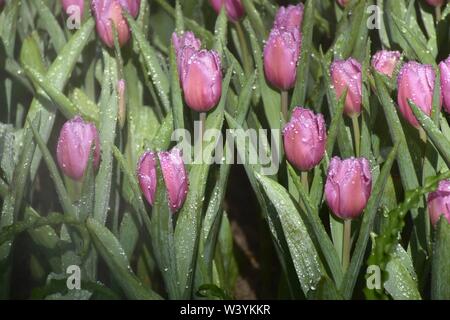 Tulipani colorati nei giardini di Chiang Rai, Tailandia presentano per i turisti in visita a una famiglia ritiro a caldo Foto Stock