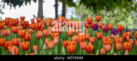 Tulipani colorati nei giardini di Chiang Rai, Tailandia presentano per i turisti in visita a una famiglia ritiro a caldo Foto Stock