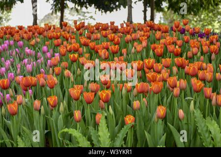 Tulipani colorati nei giardini di Chiang Rai, Tailandia presentano per i turisti in visita a una famiglia ritiro a caldo Foto Stock