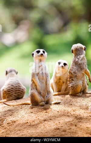 Fotografia scattata al Bioparco di Valencia. Foto Stock