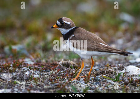 Comune di inanellare plover, Sandregenpfeifer (Charadrius hiaticula) Foto Stock