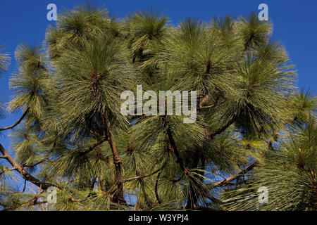 Close-up di Pino austriaco (Pinus nigra) nel Sir Harold Hillier giardini, romsey, hampshire, Regno Unito Foto Stock