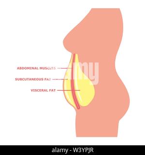 Il grasso viscerale sul corpo femminile con iscrizioni Illustrazione Vettoriale