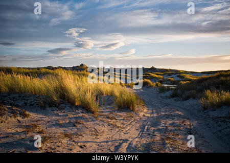 Serata calda luce che cade attraverso le dune vicino a un campo minato appena fuori Stanley, capitale delle Isole Falkland. Foto Stock