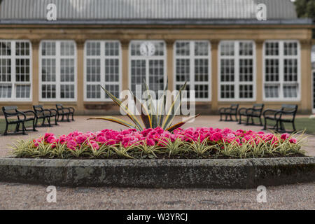 Fiori di colore rosa sul display fiore a Sheffield Botanical Gardens, South Yorkshire, Regno Unito. Preso in estate del 2019 Foto Stock