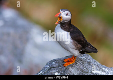 Atlantic puffini, Papageitaucher (Fratercula arctica) Foto Stock