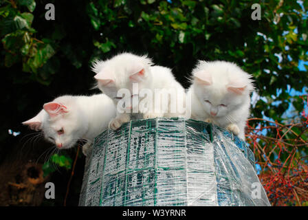 Tre 14 settimane vecchio cuccioli giocoso sulla sommità di un grande rotolo di filo verde giardino scherma Foto Stock
