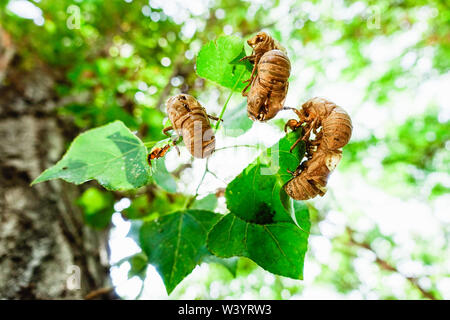 Le cicale, Cicadidae, modificare la loro pelle quando raggiungono la maturità e lasciare l'esoscheletro appesi ai rami di alberi, come altri insetti, s Foto Stock