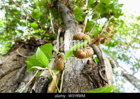 Le cicale, Cicadidae, modificare la loro pelle quando raggiungono la maturità e lasciare l'esoscheletro appesi ai rami di alberi, come altri insetti, s Foto Stock