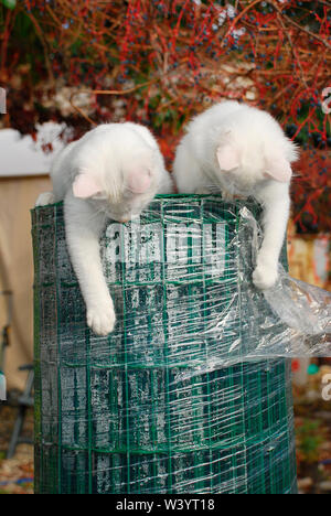 Due 14 settimane vecchio cuccioli giocoso sulla sommità di un grande rotolo di filo verde giardino scherma Foto Stock