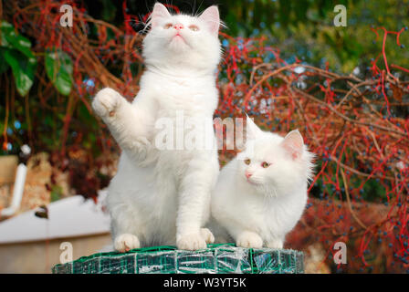 Due 14 settimane vecchio cuccioli giocoso sulla sommità di un grande rotolo di filo verde giardino scherma Foto Stock