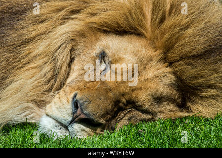 Close-up verticale di dormire maschio di leone africano (Panthera leo) Foto Stock