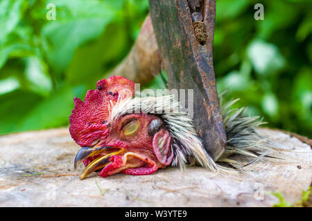 Un pollo di essere macellati per la carne da avente la sua testa tagliati con un'ascia. Foto Stock