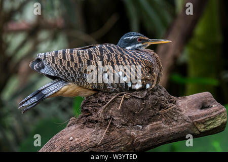 Sunbittern (Eurypyga helias / Ardea helias) allevamento sul nido, nativo di regioni tropicali delle Americhe Foto Stock