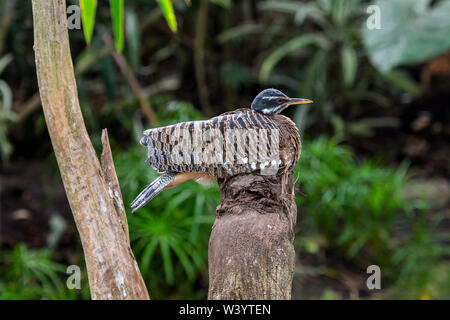 Sunbittern (Eurypyga helias / Ardea helias) allevamento sul nido, nativo di regioni tropicali delle Americhe Foto Stock