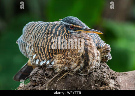 Sunbittern (Eurypyga helias) allevamento sul nido, nativo di regioni tropicali delle Americhe Foto Stock