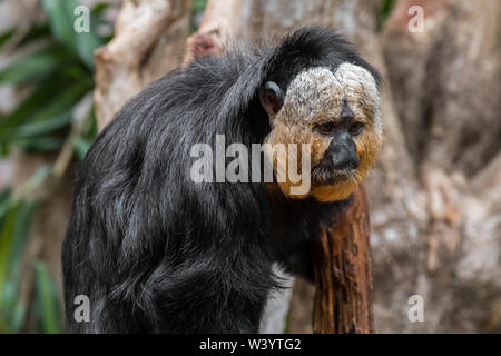 Di fronte bianco-saki / Guianan saki / golden-di fronte saki (Pithecia pithecia) maschio nativo a America del Sud Foto Stock