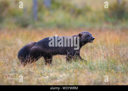 Wolverine, wolverene, Vielfraß (Gulo gulo) Foto Stock