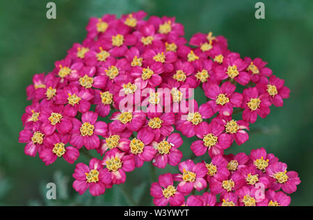 Achillea al faro a luce rotante Foto Stock